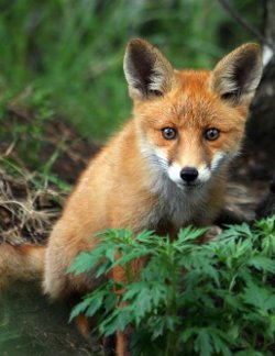 Fox fox