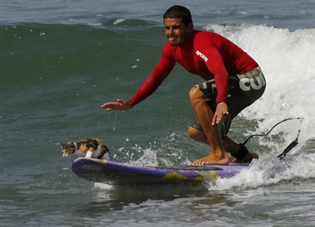 Gato Surfer