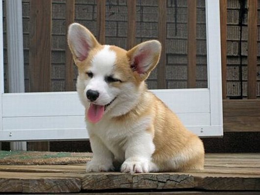 Cute Overload