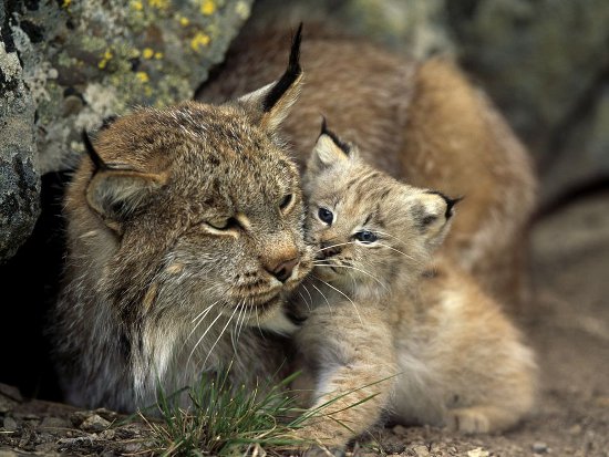 Linces Linces