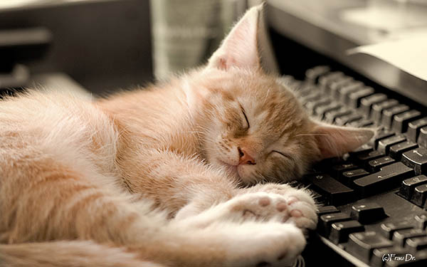 Purrrrrrrrrrr Purrrrrrrrrrr
