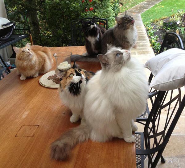 Katzen! Katzen!