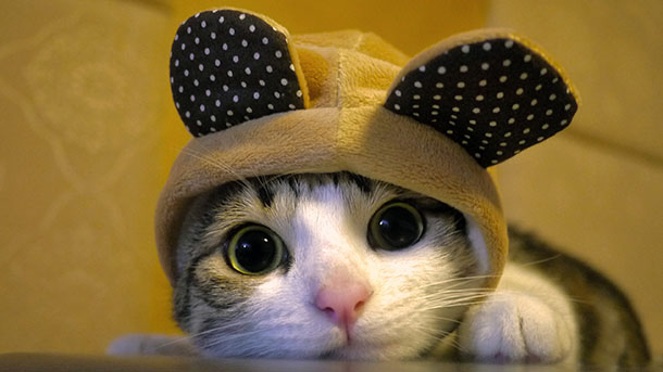 Hai Hai