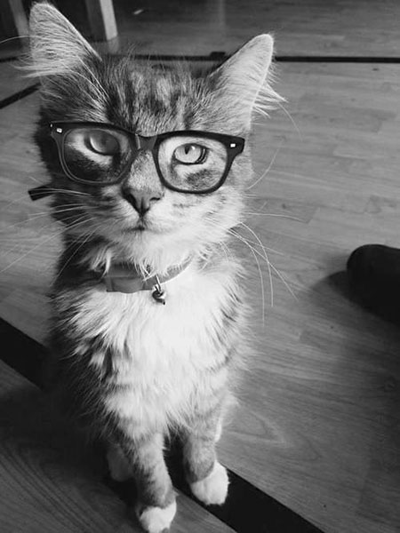 Ruleta para gatos hipster Ruleta para gatos hipster