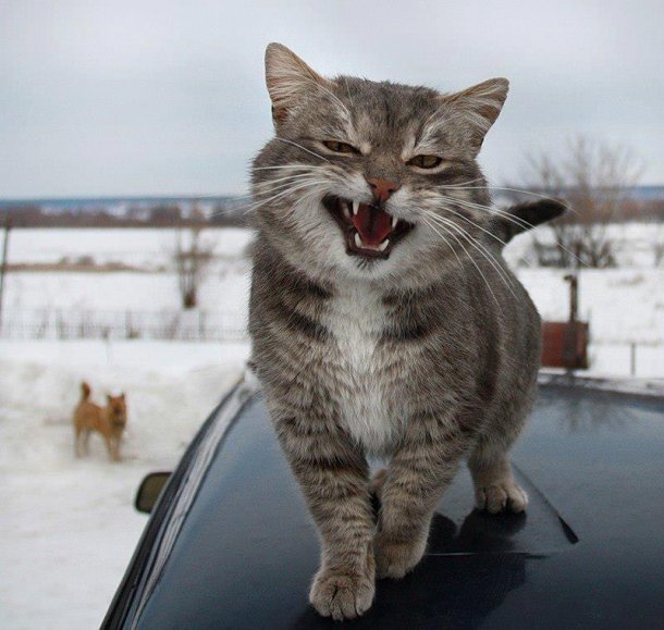 Gimme links! Gimme links!
