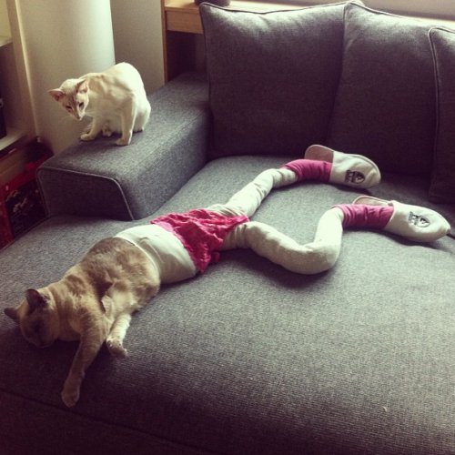 gato con medias gato con medias