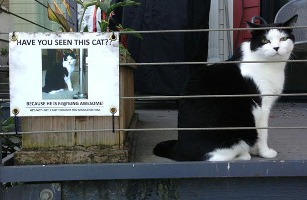 Awesome Cat Awesome Cat