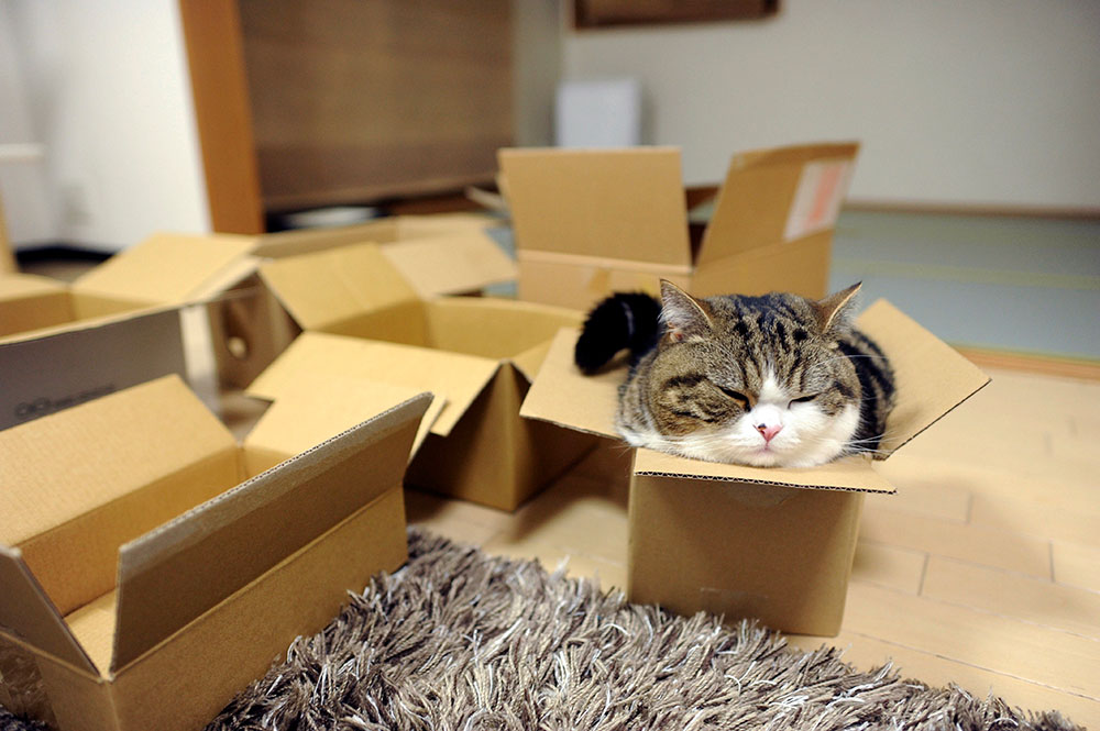 Si esperás como un gato los #LDV lo hacés en caja Si esperás como un gato los #LDV lo hacés en caja