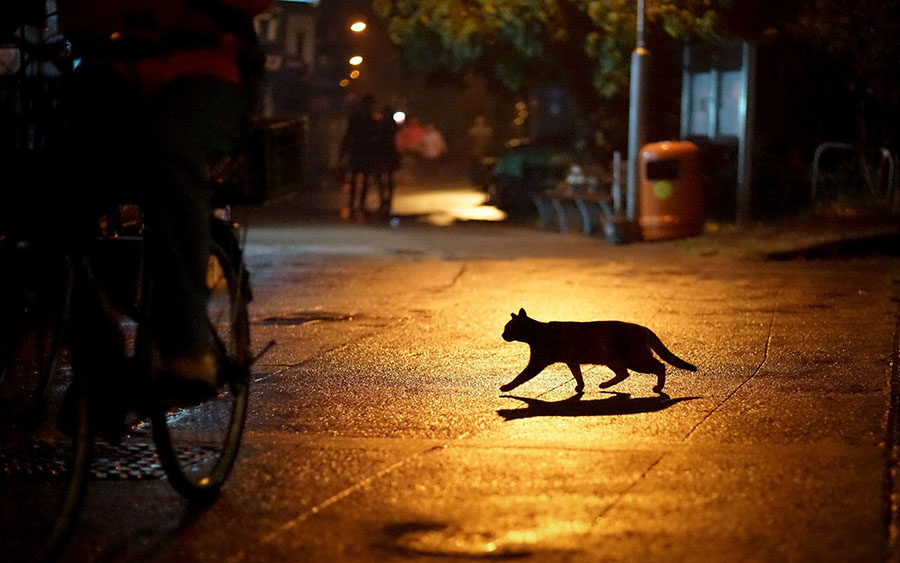 Una #RuletaRusa en la oscuridad... ah, no, es tan sólo un gato