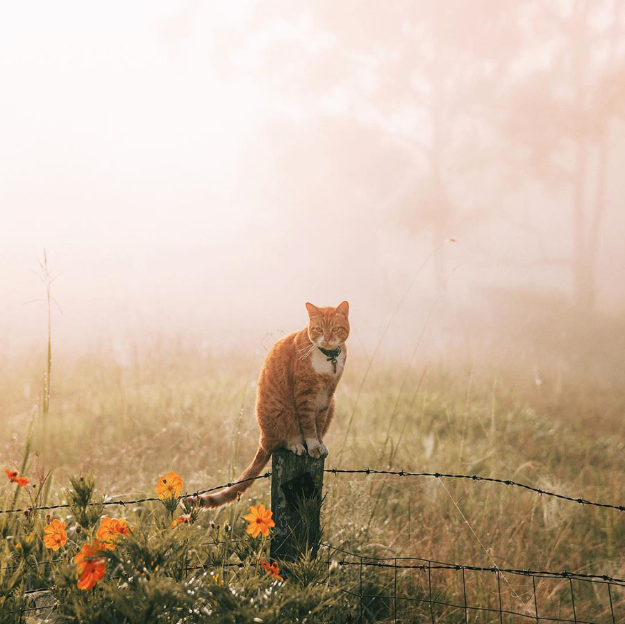 Un buen felino espera la #RuletaRusa sentado Un buen felino espera la #RuletaRusa sentado