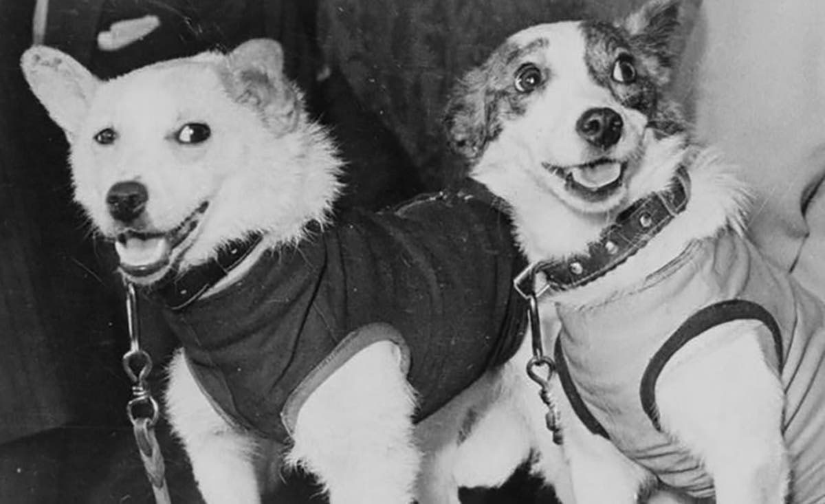 Belka y Strelka