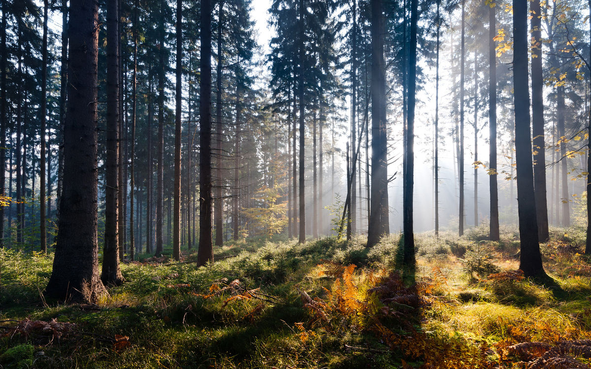 take photos of the beauty of the forest for the idea of photojournalism