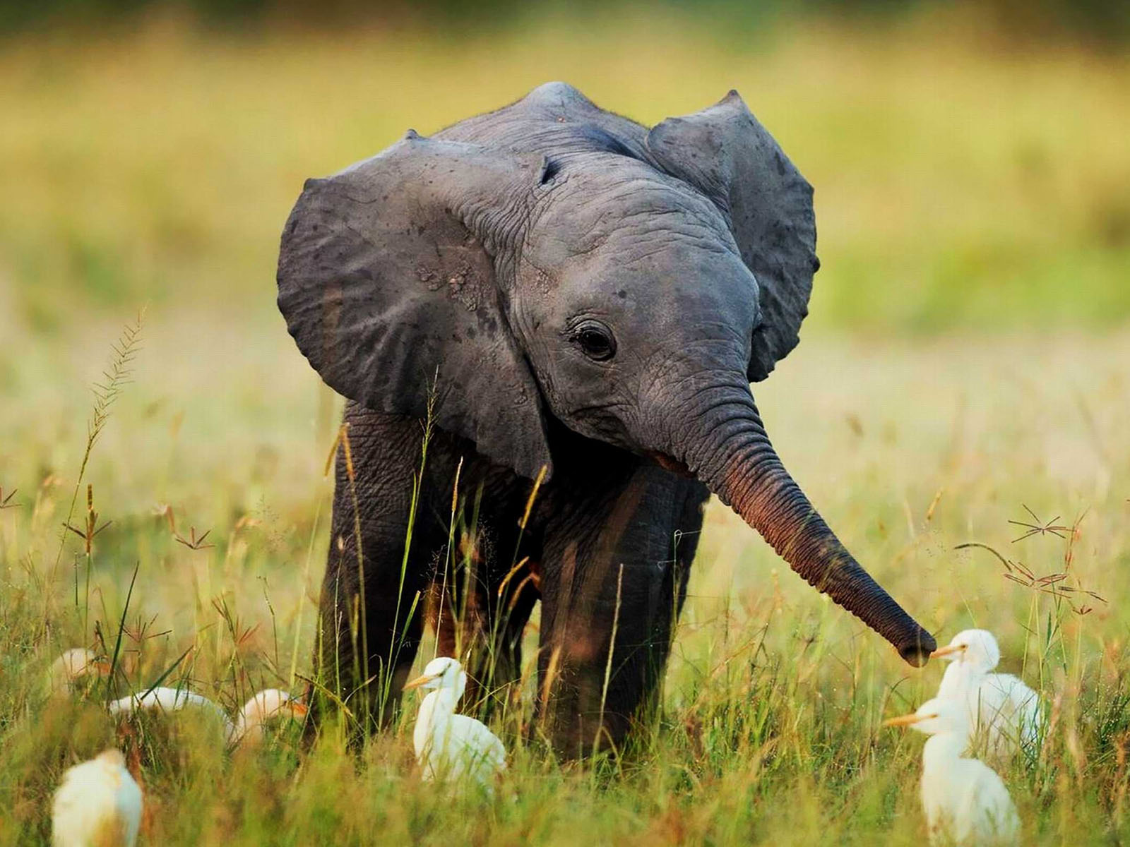 Sabés cómo se entretienen los elefantes? Con Links de Viernes! #LDV
