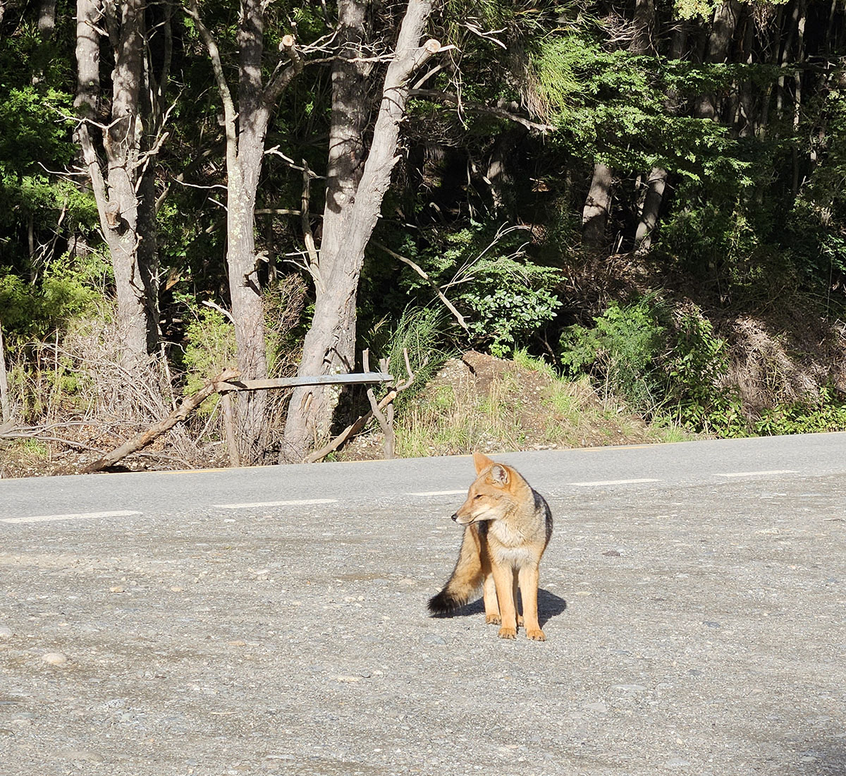 Este zorrito me lo crucé el miércoles #LDV