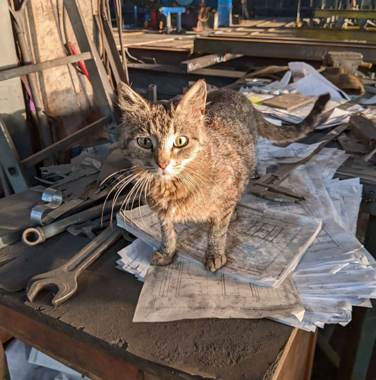 El gato mecánico te trae links