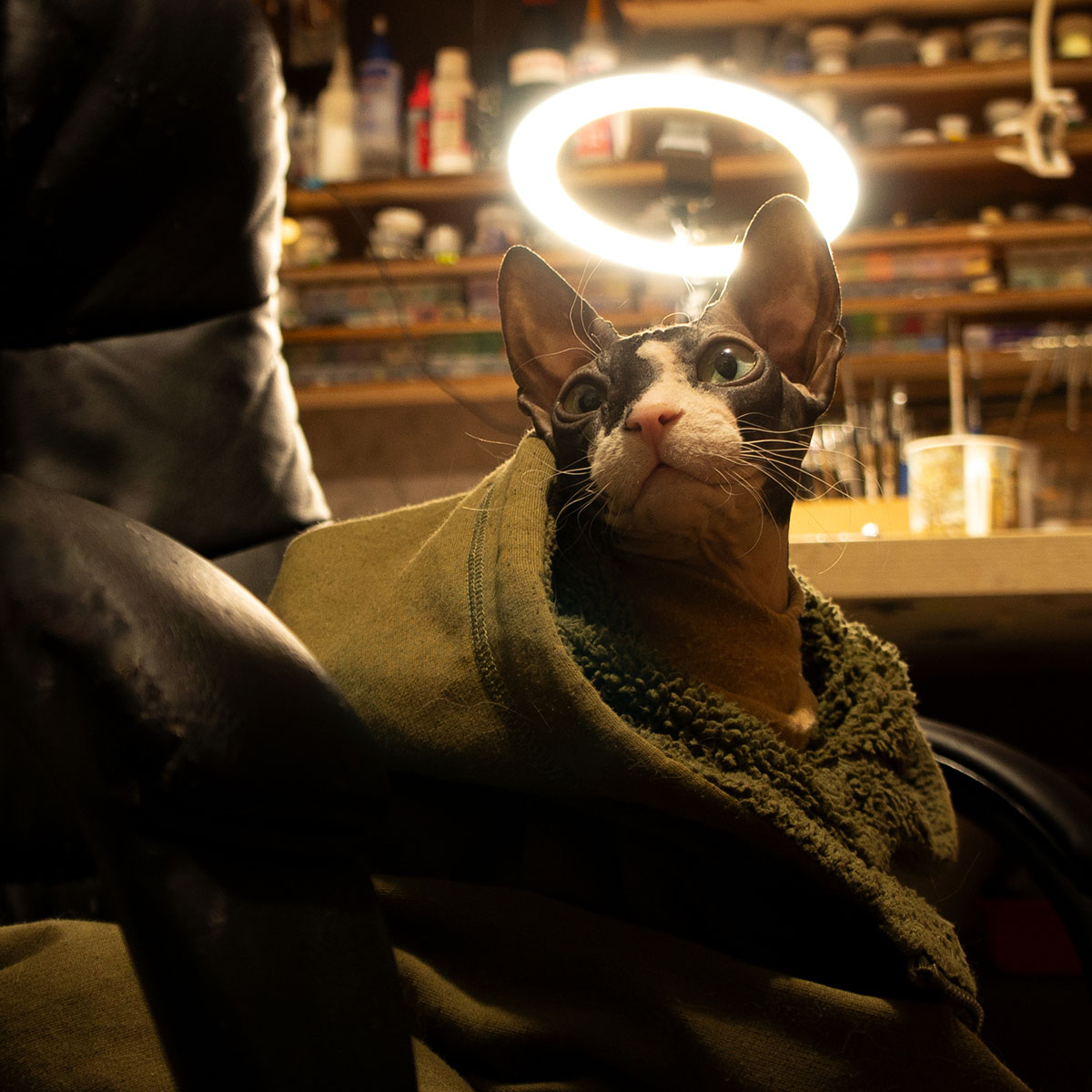 El angelito de los links