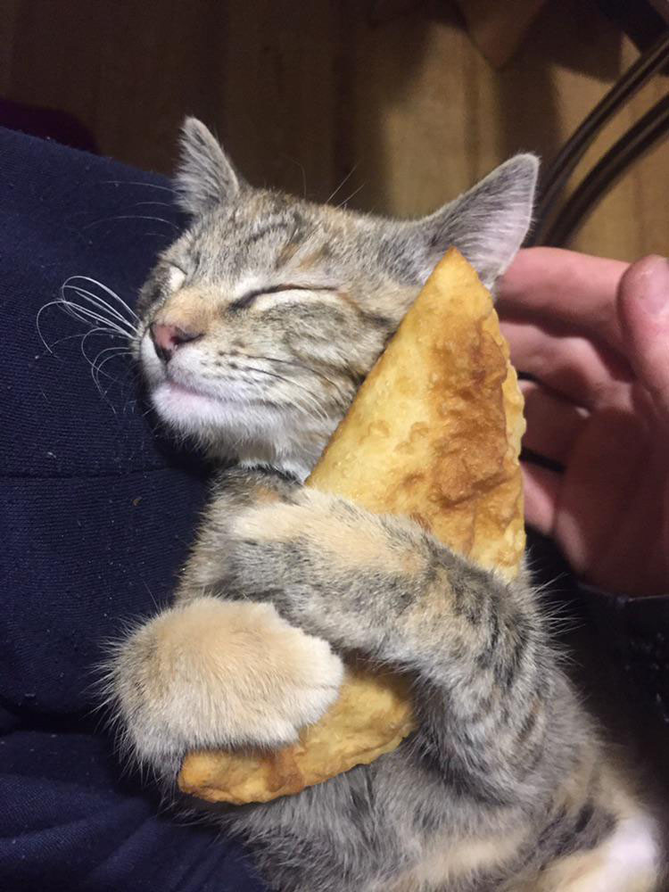 Quiero los LDV como este gatito a esa empanada (?)