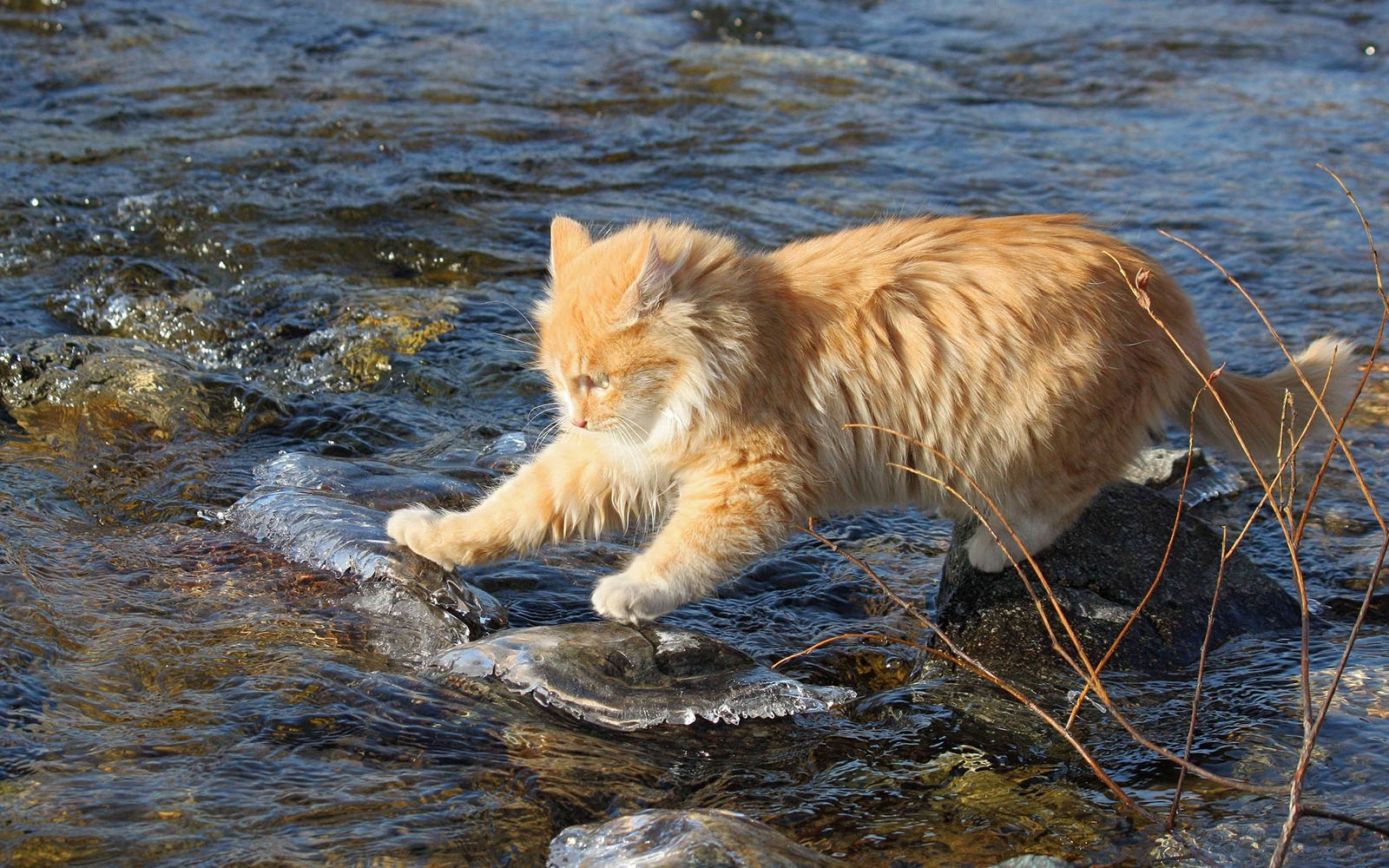 Rápido gato, que hay ruleta!