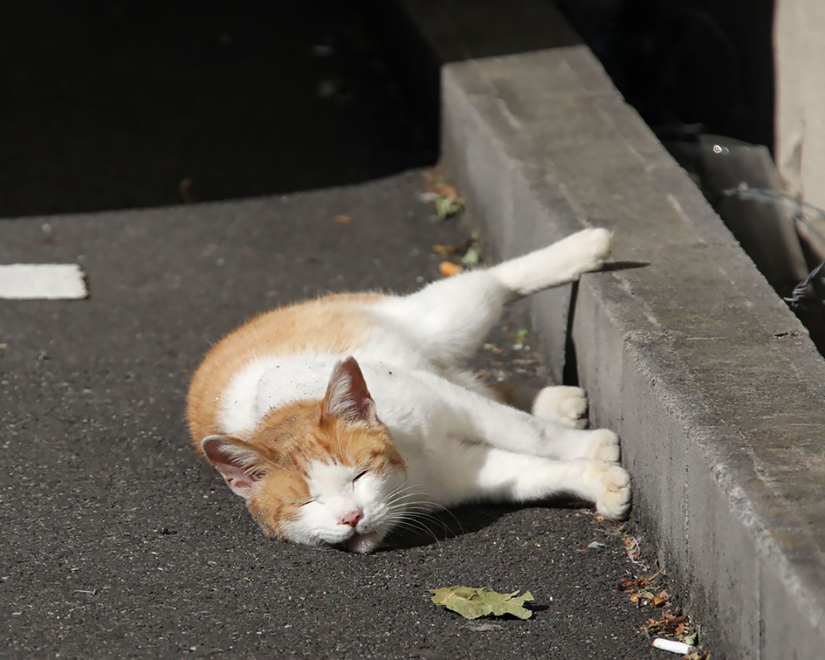Un descansito, una ruleta