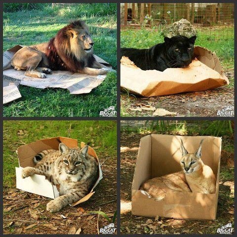 Un gato es un gato y una ruleta es una ruleta