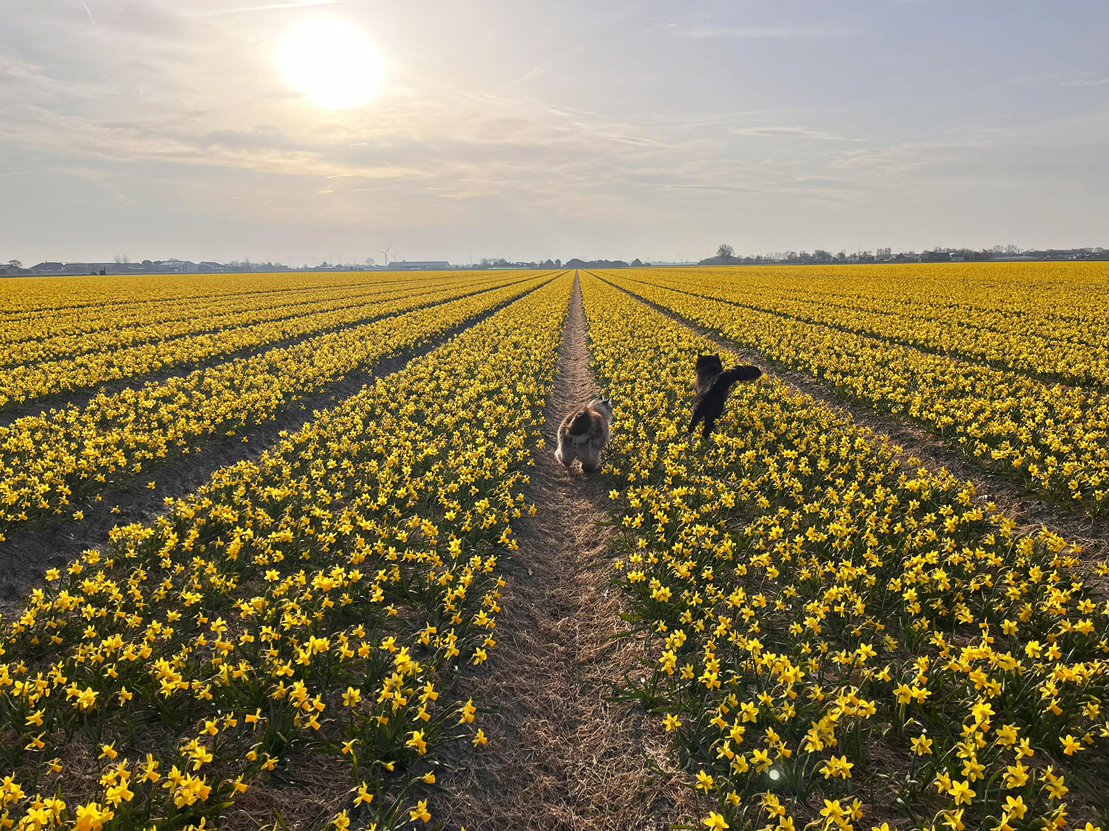 Alegría, es jueves y hay ruleta!
