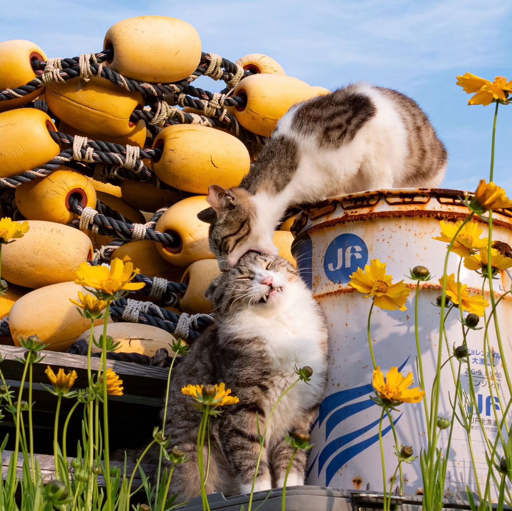 Que no te coma la cabeza la semana, leete unos links