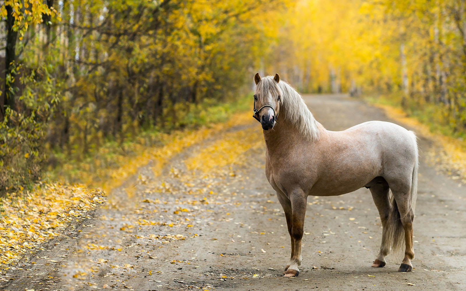 Solitarios como este caballo estar&aacute;n los Links