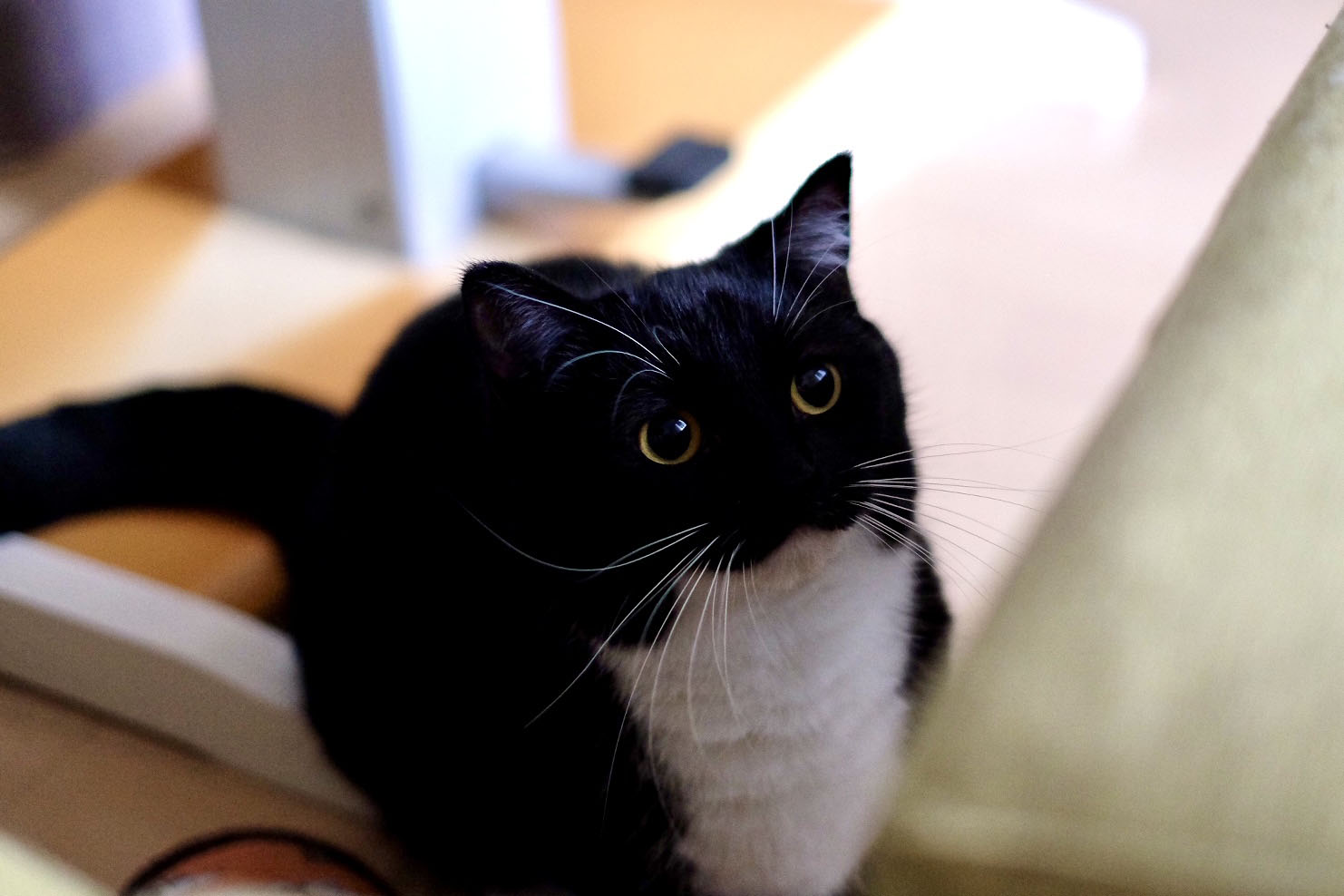 Vamos, vamos todos a la ruleta!