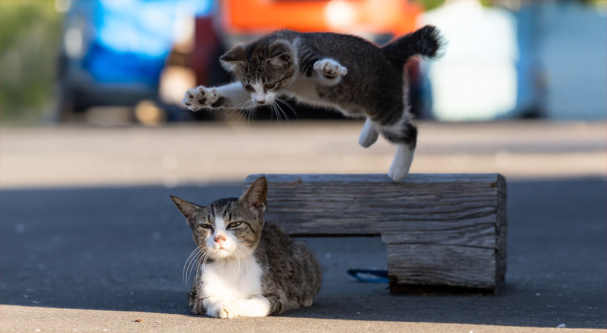 Listos para ruletear?